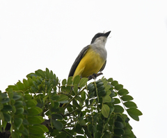 Tyrannus niveigularis