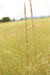 Eriocoma lemmonii, photograph (c) Gabriel Campbell-Martinez, some rights reserved (CC BY)