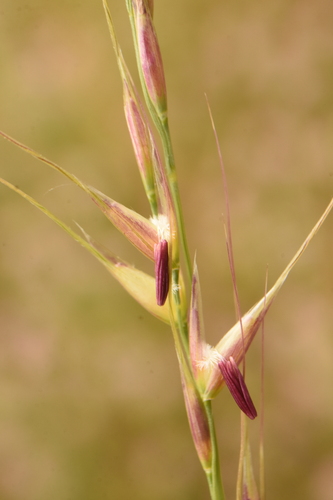 lemmon's needle grass (Eriocoma lemmonii)