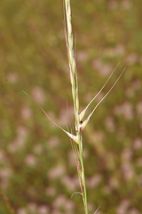 Eriocoma lemmonii, photograph (c) Gabriel Campbell-Martinez, some rights reserved (CC BY)