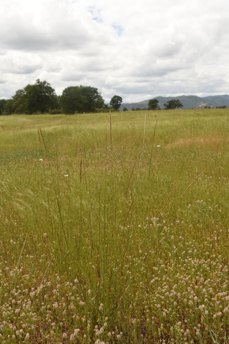 Eriocoma lemmonii, photograph 4