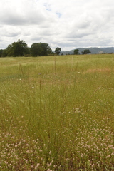 Eriocoma lemmonii, photograph (c) Gabriel Campbell-Martinez, some rights reserved (CC BY)