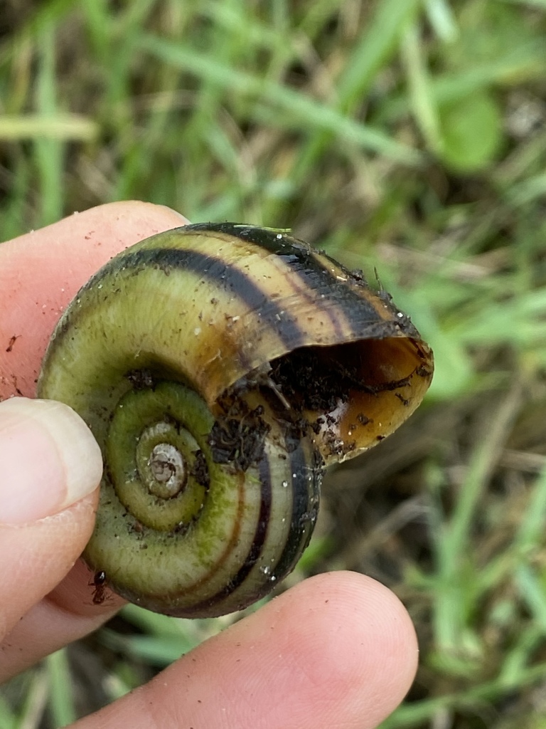 Escargot bélier (Marisa cornuarietis)