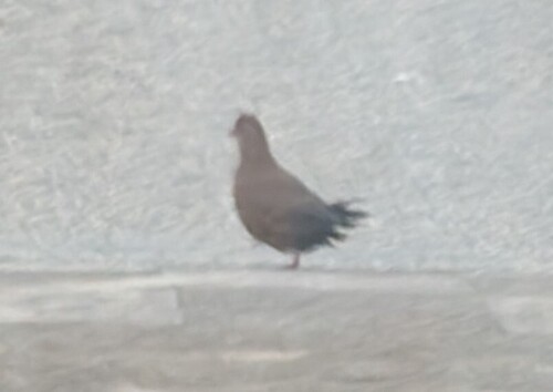 Stone Partridge (Ptilopachus petrosus), photo 5