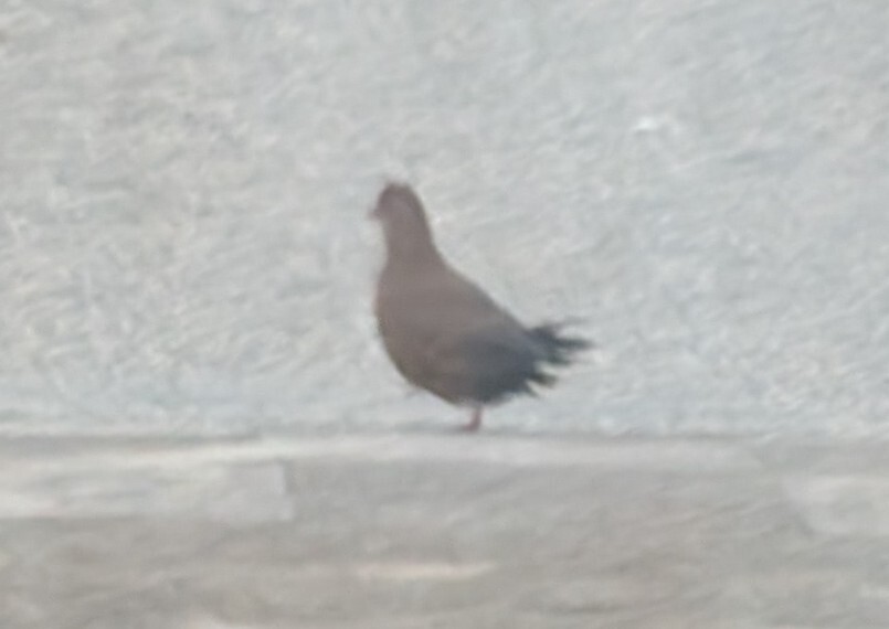 Stone Partridge (Ptilopachus petrosus), photo 5