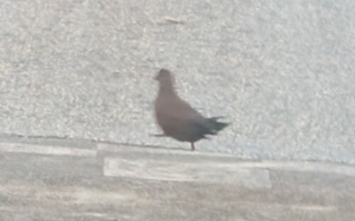 Stone Partridge (Ptilopachus petrosus), photo 4