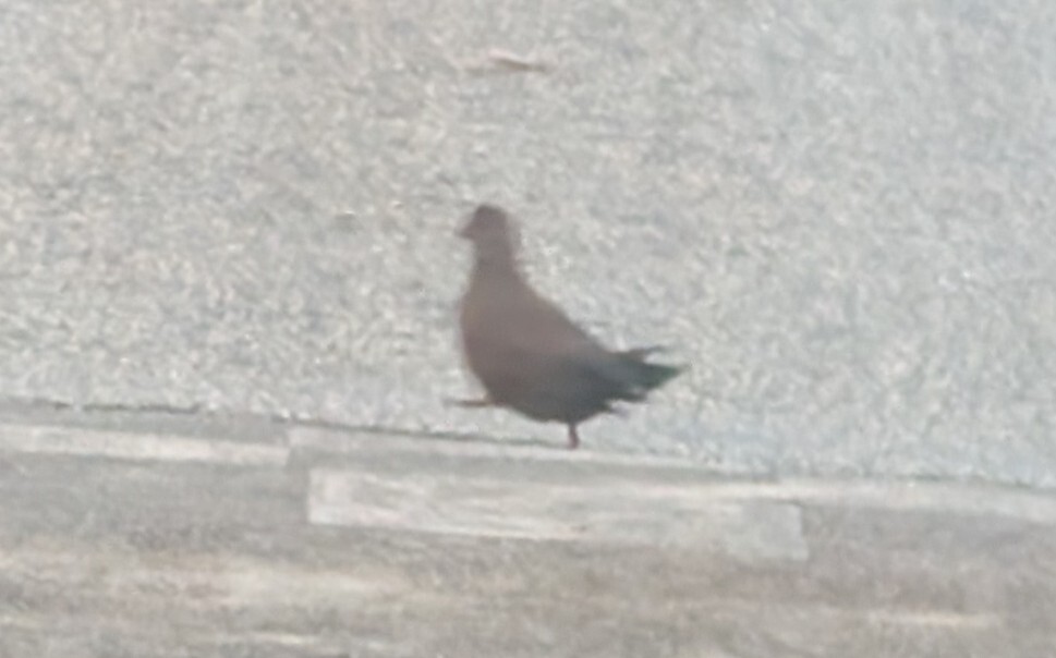 Stone Partridge (Ptilopachus petrosus), photo 4
