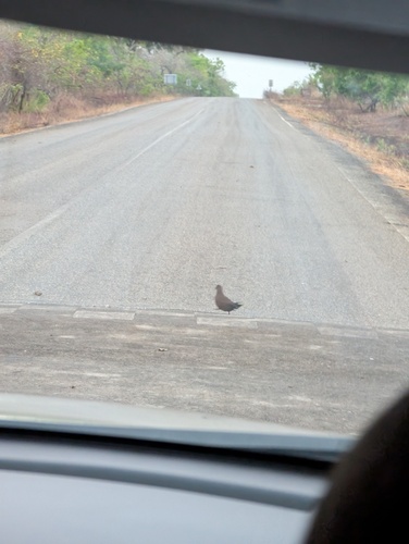 Stone Partridge (Ptilopachus petrosus), photo 6