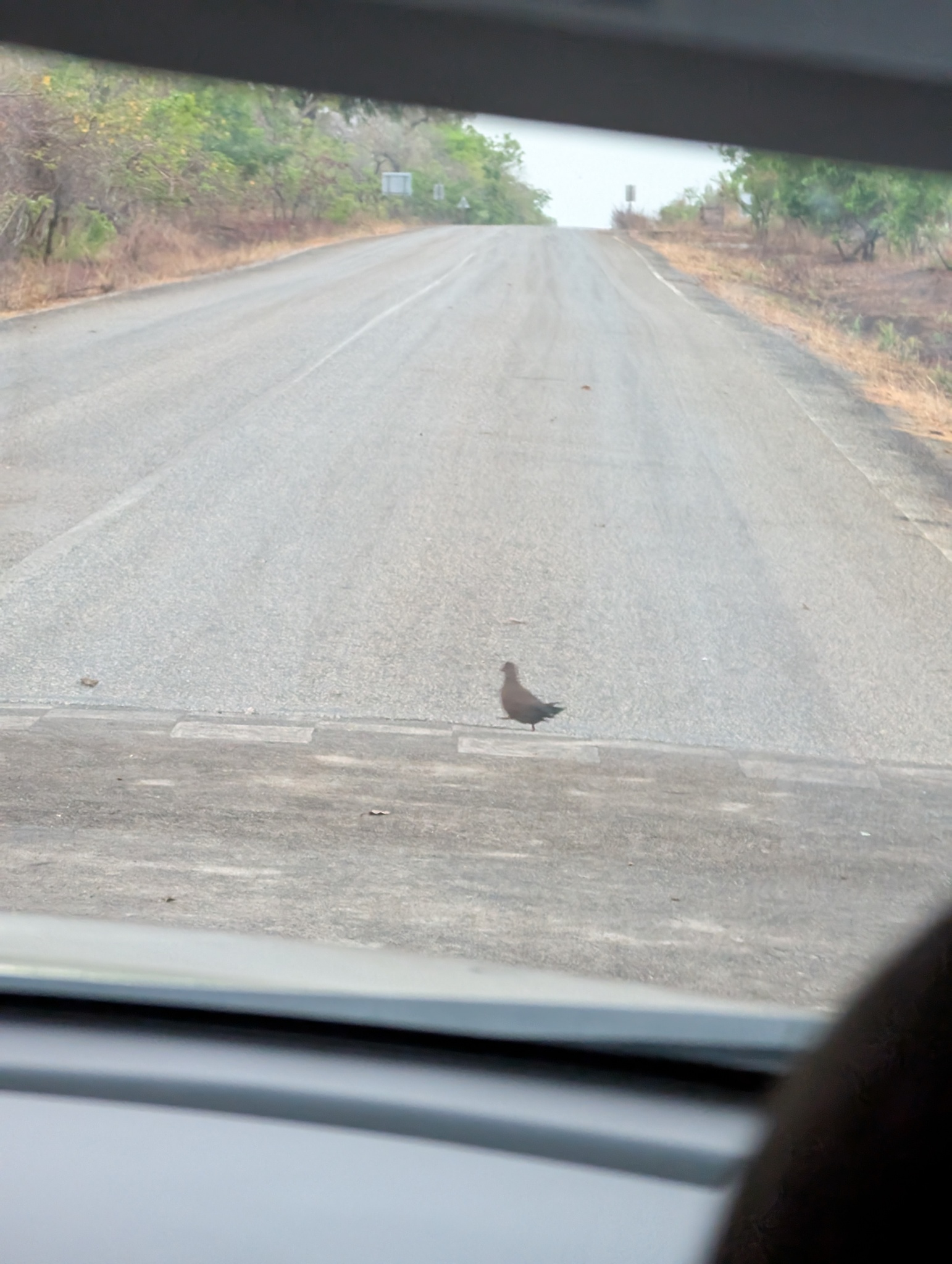 Stone Partridge (Ptilopachus petrosus), photo 6