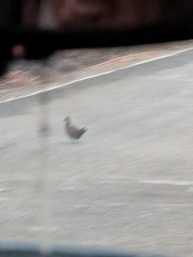 Stone Partridge (Ptilopachus petrosus), photo 7
