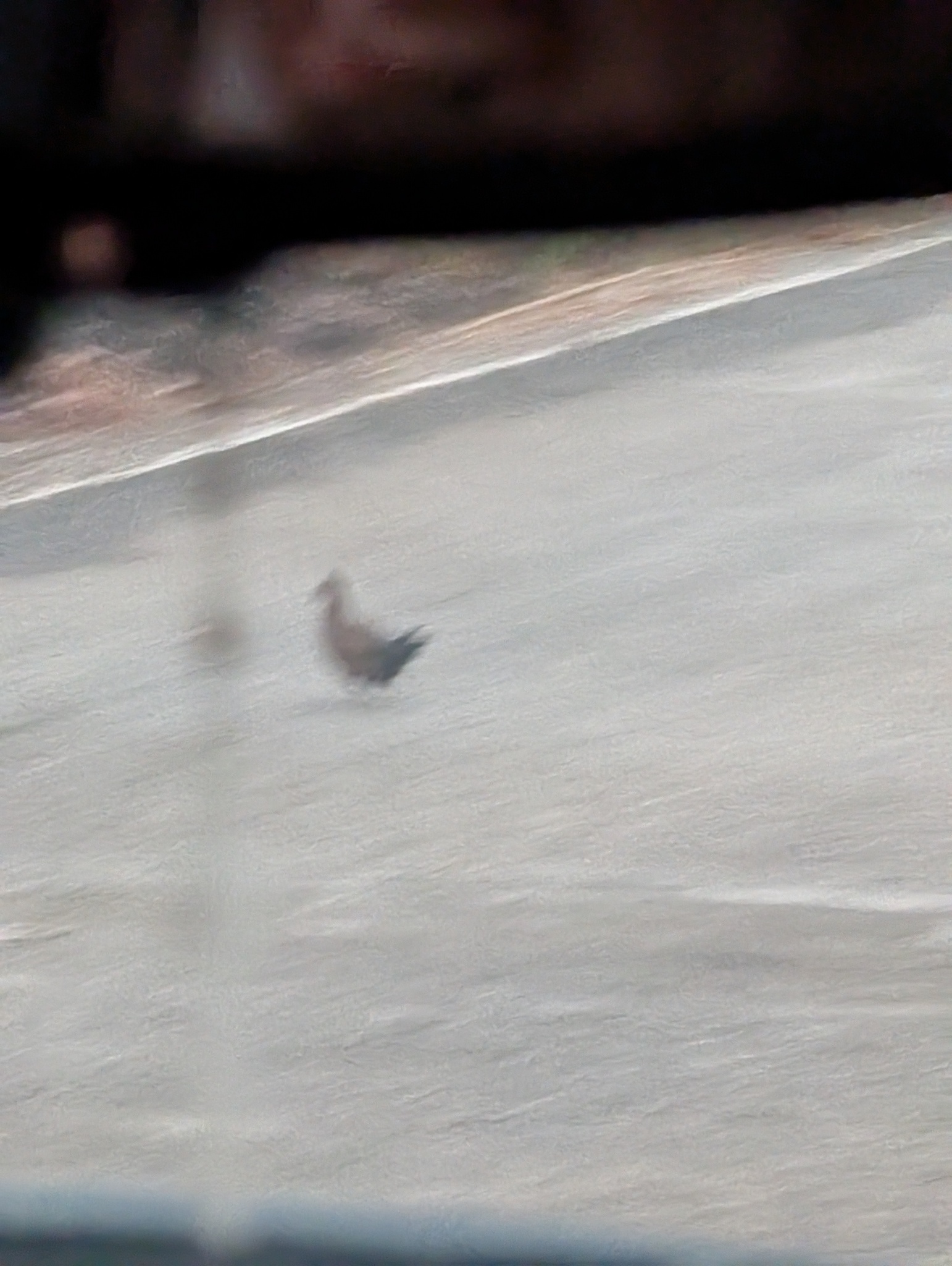 Stone Partridge (Ptilopachus petrosus), photo 7