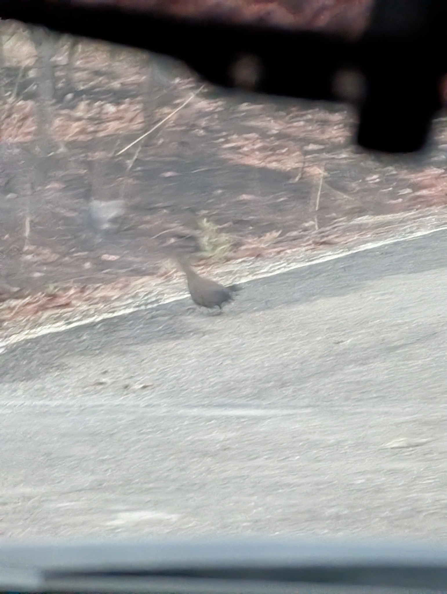 Stone Partridge (Ptilopachus petrosus), photo 8