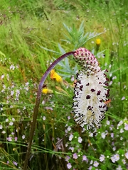 Sanguisorba tenuifolia