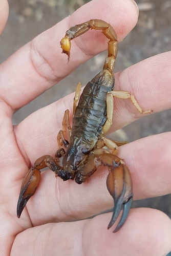 Flinders Ranges Scorpion photo 5