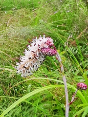 Sanguisorba tenuifolia