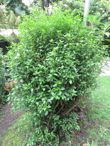 Streptosolen jamesonii