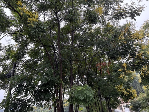 Chinese flame tree