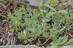 Artemisia splendens