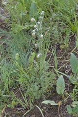 Artemisia splendens
