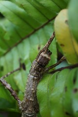 Dimorphodes