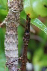 Dimorphodes