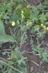 Potentilla agrimonioides