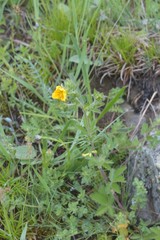 Potentilla adscharica
