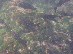 Cephalopholis colonus