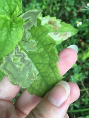 Calycomyza eupatorivora