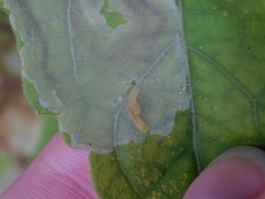 Calycomyza eupatorivora