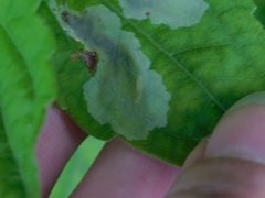 Calycomyza eupatorivora