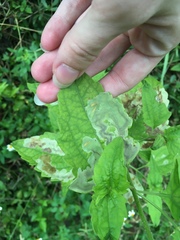 Calycomyza eupatorivora