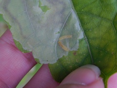 Calycomyza eupatorivora