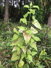 Calycomyza eupatorivora