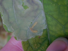 Calycomyza eupatorivora