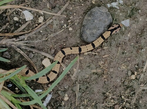 Northern Short-headed Snake, Oligodon ancorus
