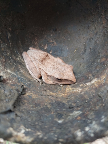 Spot-legged Tree Frog