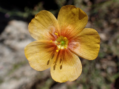 Linum berlandieri filifolium