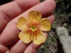Linum berlandieri filifolium