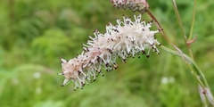 Sanguisorba tenuifolia