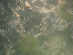 Lytechinus semituberculatus