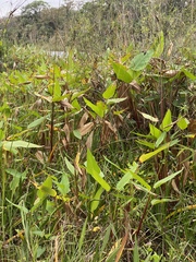 Thalia geniculata