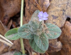 Nelsonia canescens, photograph (c) Zac Peterson, some rights reserved (CC BY)