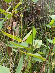 Thalia geniculata