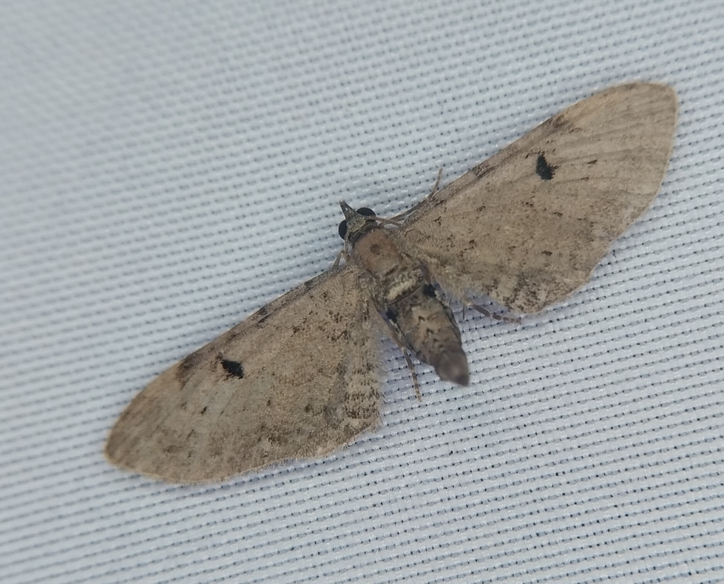 Wormwood Pug