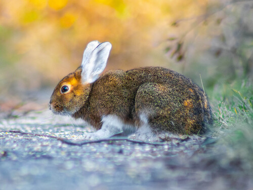 Snowshoe Hare photographed in Michigan