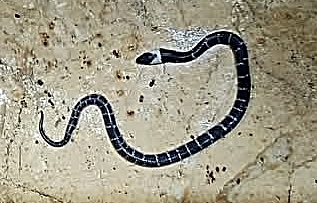 Banded Philippine Burrowing Snake