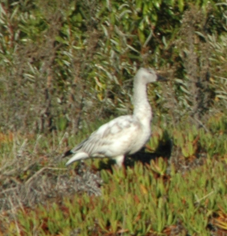 iNaturalist observation photo of Snow Goose