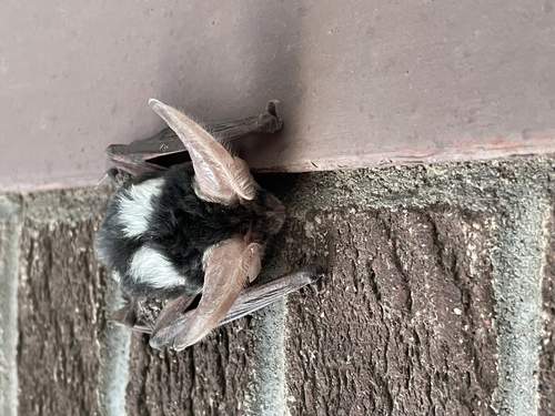Spotted Bat photographed in Wyoming
