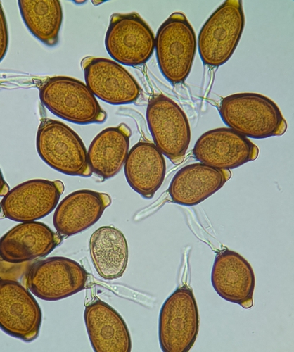 Ferrugem (Uromyces appendiculatus)